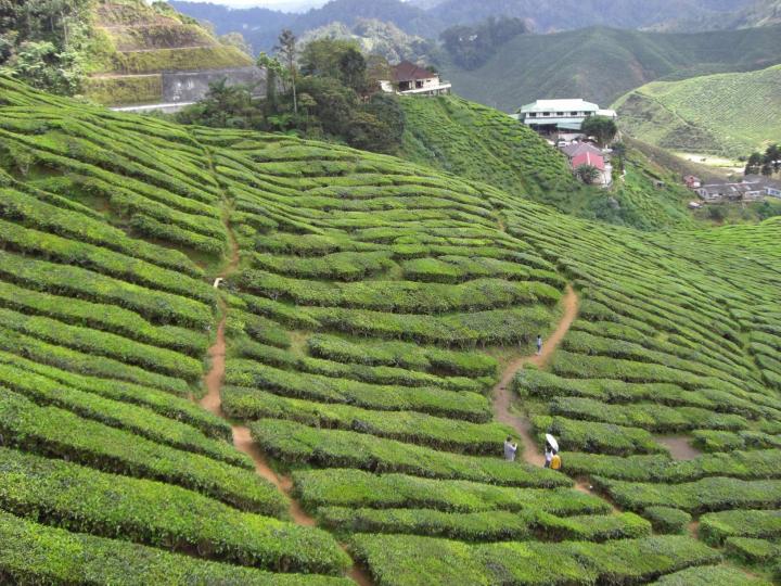 one tea plantation at Cameron