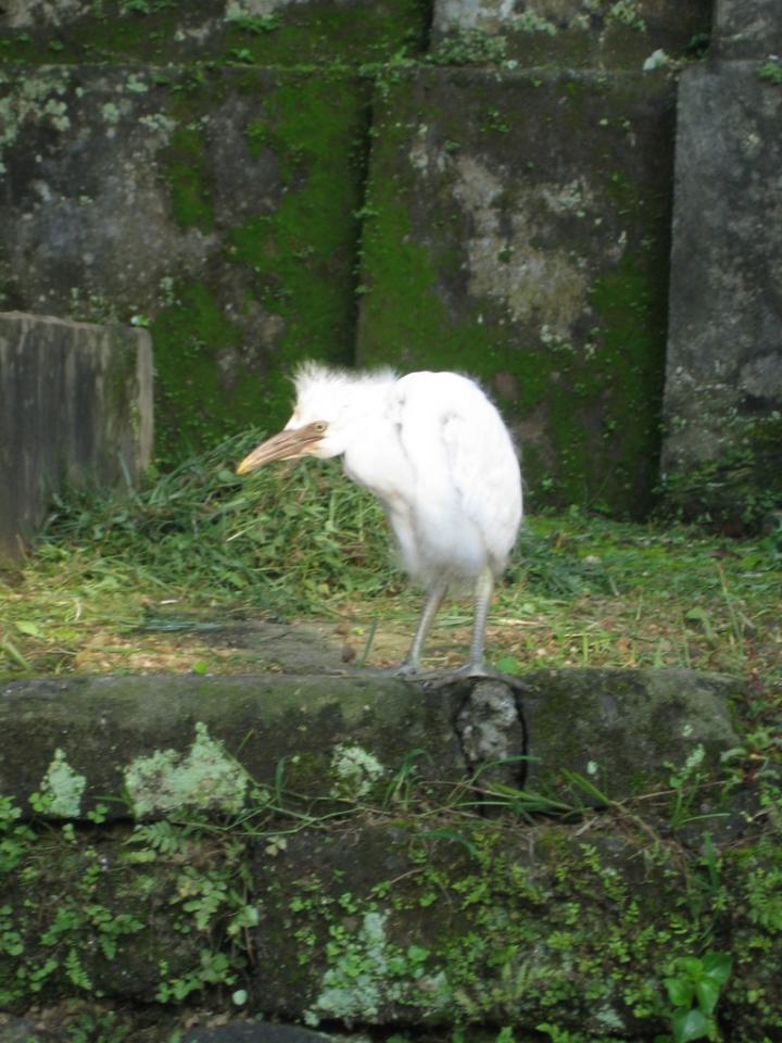 The white heron of Ubud, Bali