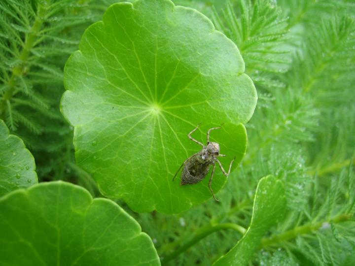 a bug i found in the botanic garden