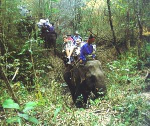 Riding elephants through the jungle in Thailand