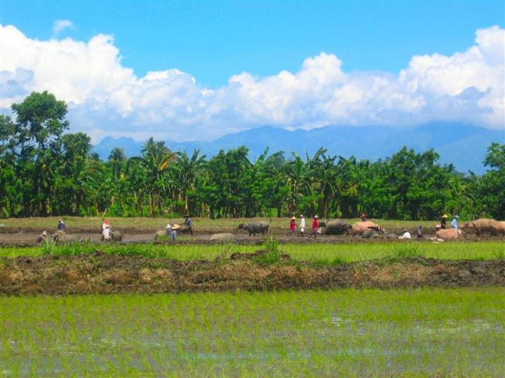 Philippines, Mindanao Ricefield, Allah Valley, South Cotabato.