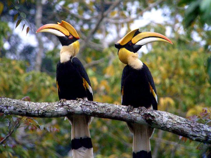 Hornbill, Khao Yai National Park, Thailand.