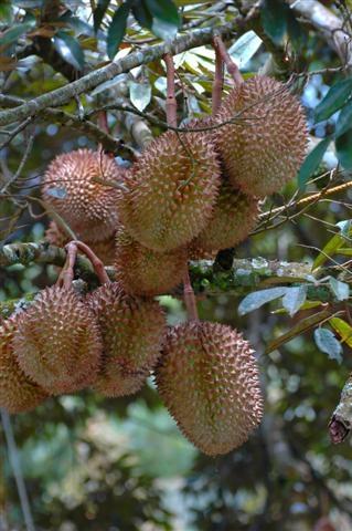 Philippines, Mindanao, Durian fruit