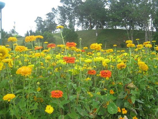 Flower Garden - Dalat, Vietnam