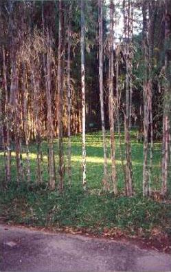 Bamboos form the backdrop of the main chapel. This area with a solitary bench is one of my favourite places at Seven Fountains.