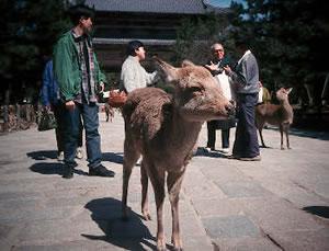 Sacred deer in Nara Park