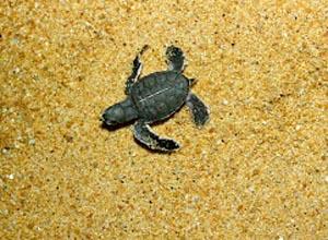 Henry, one hour old and little bigger than a bug, heads for the South China Sea after being released on a beach at the Ma'Daerah Turtle Sanctuary on the east-coast of Malaysia.