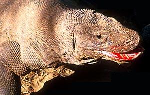 The Komodo Dragon