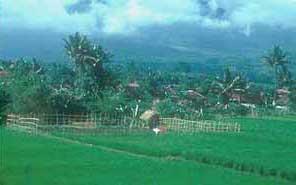 Javanese rice paddies