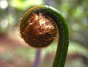 Rimba Ilmu Botanical Garden, Kuala Lumpur, Malaysia.