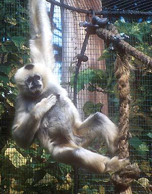 White-handed gibbons [seen here in an Australian zoo] distinguish themselves by swinging from branch to branch rather than jumping like the langurs.