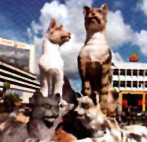 Cat Statue In Kuching Town Center
