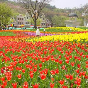 Tulip Festival at Everland