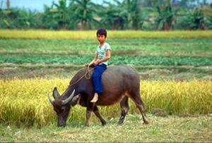 Boy on Buffalo. Vietnam.