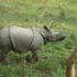 Baby Rhino  Chitwan National Park  Nepal