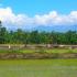 Philippines, Mindanao Ricefield, Allah Valley, South Cotabato.