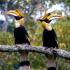 Hornbill, Khao Yai National Park, Thailand.