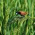 Philippines, Mindanao Countryside. Chestnut Munia in ricefield