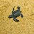 Henry, one hour old and little bigger than a bug, heads for the South China Sea after being released on a beach at the Ma'Daerah Turtle Sanctuary on the east-coast of Malaysia.