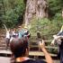 Visitors snapping photos of the ancient cedars in primeval forests on the southern island of Yakushima in Kagoshima prefecture, Japan.