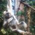 White-handed gibbons [seen here in an Australian zoo] distinguish themselves by swinging from branch to branch rather than jumping like the langurs.