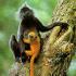 Silvered Langur and its young...