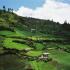 A lush, green terraced hillside