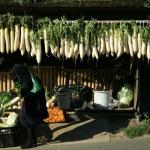 Daikon or Japanese radish is the most consumed vegetable in Japan.