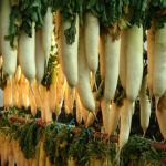 Daikon or Japanese radish is the most consumed vegetable in Japan. They are hung up to cure.
