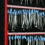 Hering, a popular fish in Japan, hung up to dry. 