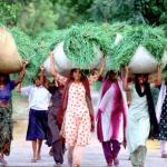 Bharatpur, Rajasthan, India: Ladies carry bundles of cut grass, in the Keoladeo Bird sanctuary.