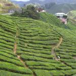 one tea plantation at Cameron