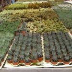 varieties of cacti