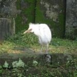 The white heron of Ubud, Bali