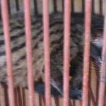 The source of the epidemic is thought to be the civet cat. This animal was served in restaurants throughout the region both before and after the outbreak, although briefly taken off the menu when it was discovered to be a carrier of the disease. 