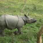 Baby Rhino  Chitwan National Park  Nepal