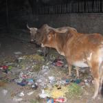 Cows eating garbage in downtown Delhi