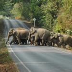 Elephants, Khao Yai National Park, Thailand.