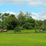 Philippines, South Cotabato, Ricefield