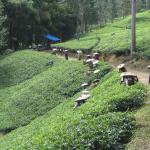 Tea picking in the morning