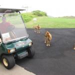 Mild mannered wild dogs greet us at the 10th tee box