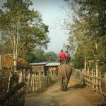 Tourist's exciting trip on elephant back 