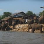 A herd of elephant bathing