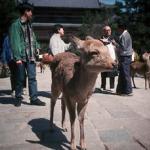 Sacred deer in Nara Park
