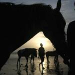 A group of young men lead their horses as they wait for customers near the beach in Coxbazar, 20 August 2002. The earn 30 Taka (less than a dollar) day.