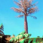 METINARO, EAST TIMOR. Stunted baobab-like trees rise above the banana plantations.