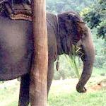 An elephant, near Mae Rim, Thailand.