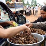 A shopper buys crickets from street vendors in Phum Thun Mong, Cambodia.