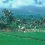 Javanese rice paddies