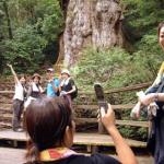 Visitors snapping photos of the ancient cedars in primeval forests on the southern island of Yakushima in Kagoshima prefecture, Japan.